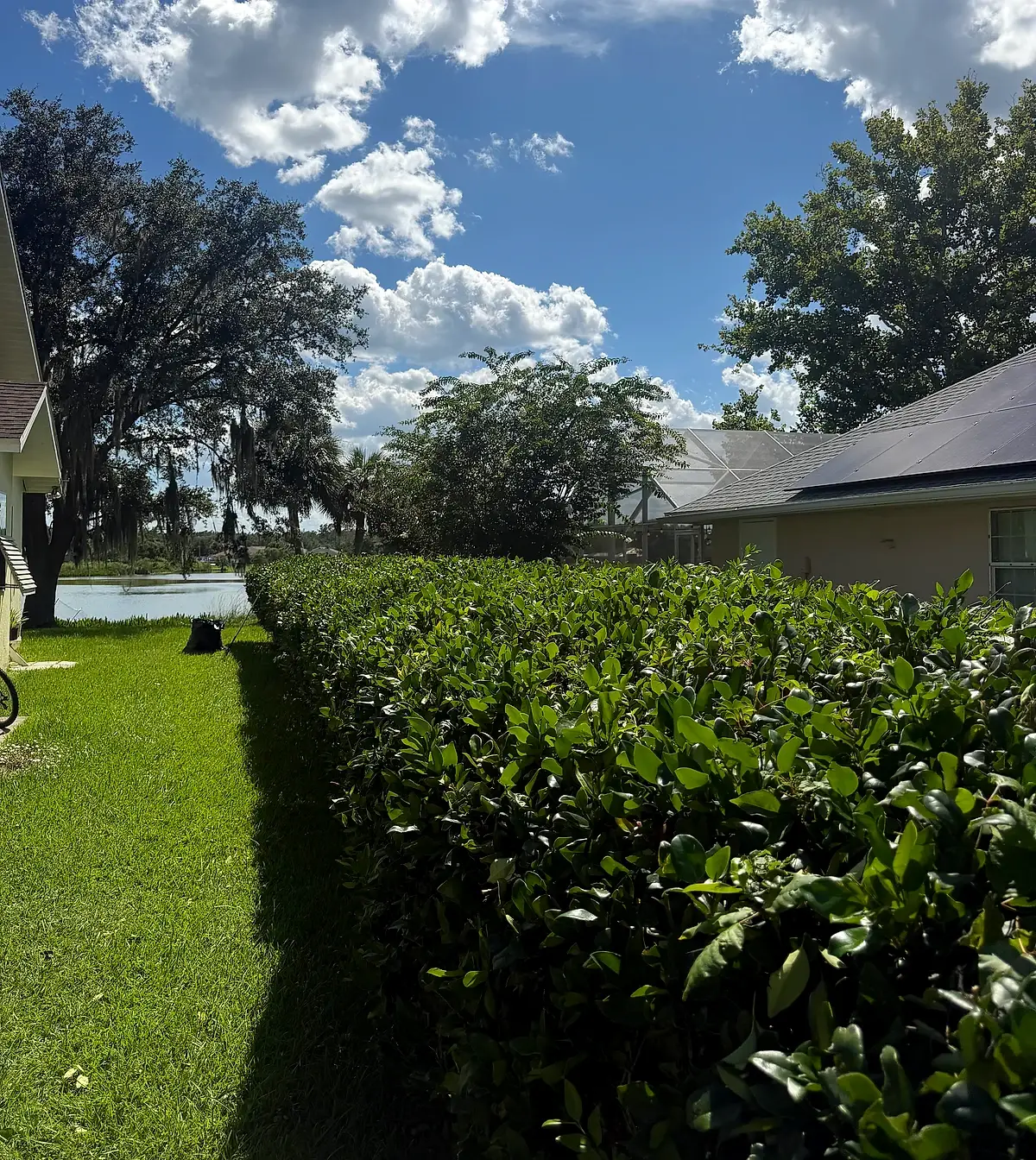 The same hedge trimmed flat and even along the lawn