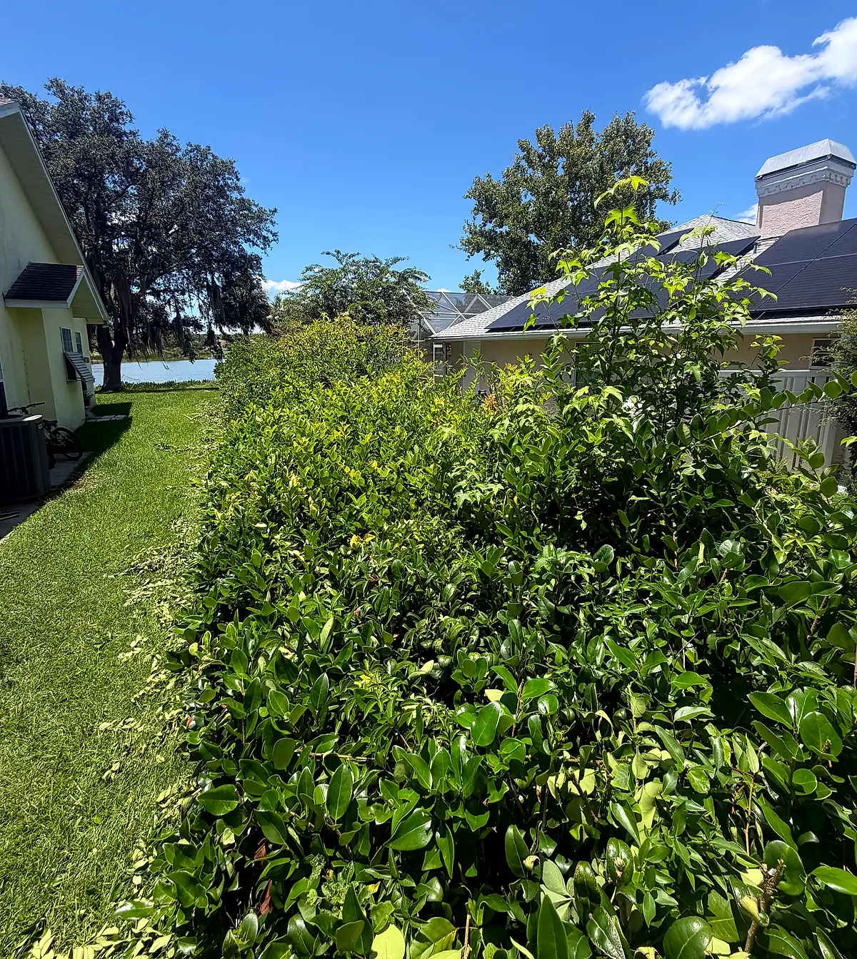 Overgrown side-yard hedge with shoots sticking up and clippings on the grass